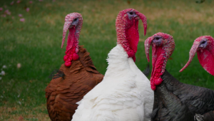 marriage, politics and turkeys!